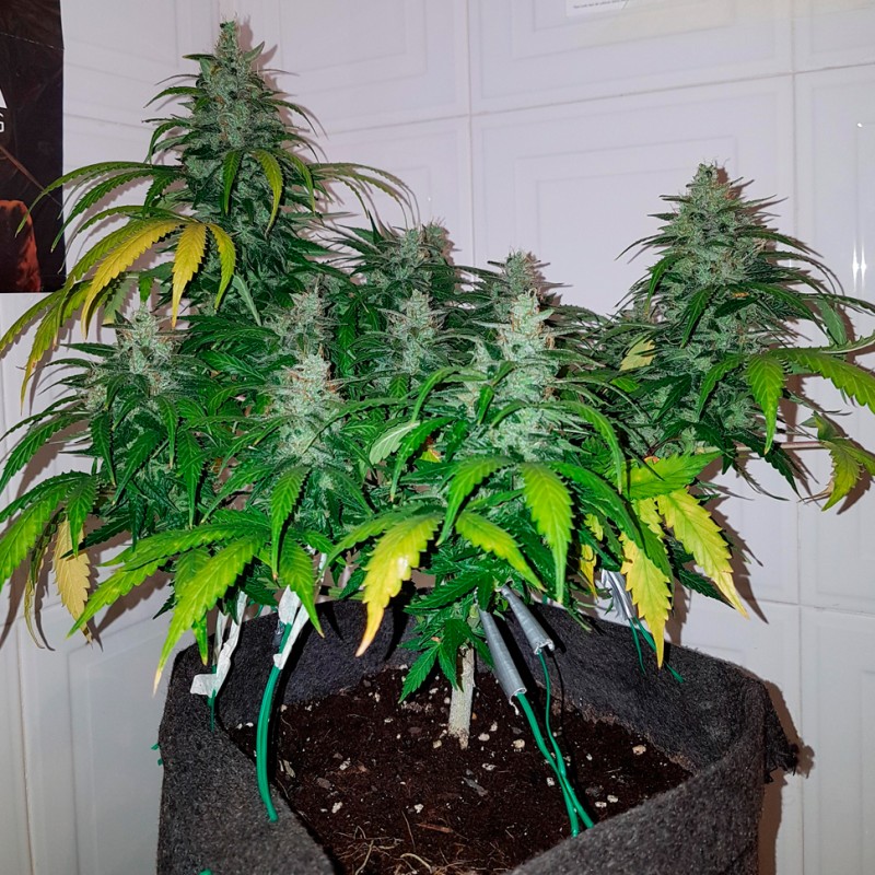 Auto Royal Creamatic feminised Ganja Seeds - 4 насінини