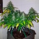 Auto Royal Creamatic feminised Ganja Seeds - 4 насінини