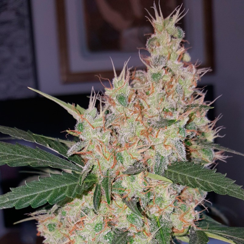 Auto Royal Creamatic feminised Ganja Seeds - 4 насінини
