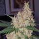 Auto Royal Creamatic feminised Ganja Seeds - 4 насінини