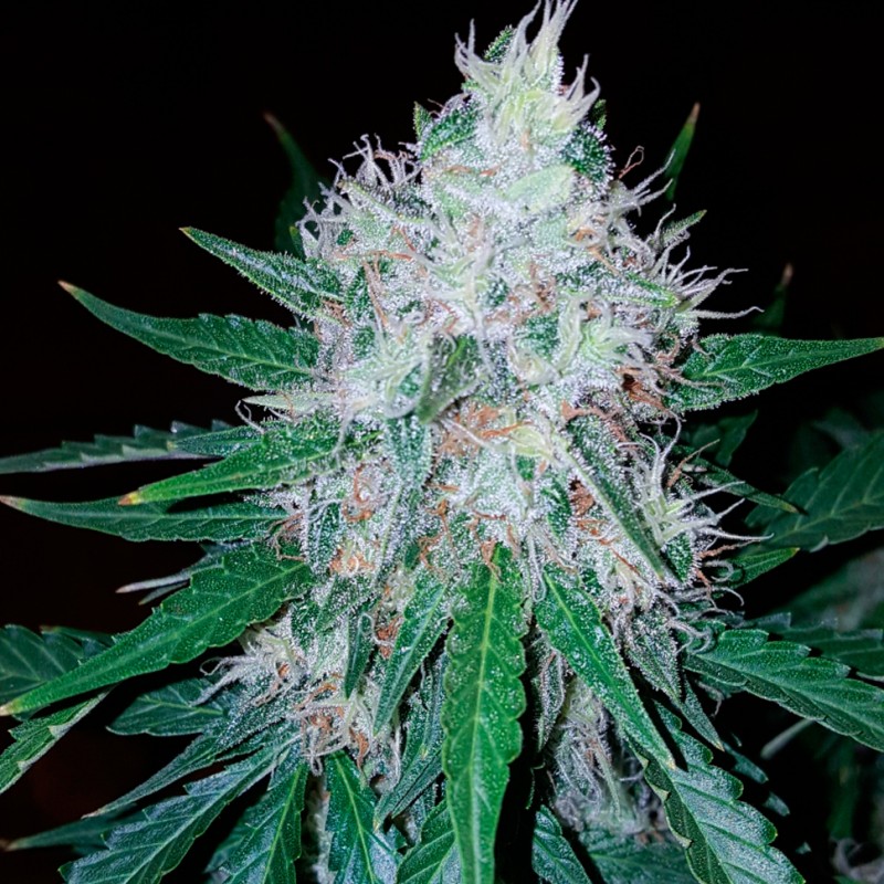 Auto Royal Creamatic feminised Ganja Seeds - 4 насінини
