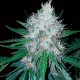 Auto Royal Creamatic feminised Ganja Seeds - 4 насінини