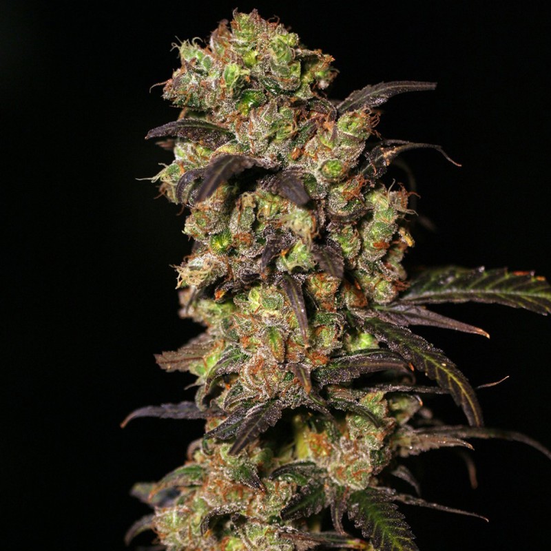 1024 feminised Ganja Seeds - 477 насінин