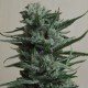 1024 feminised Ganja Seeds - 477 насінин