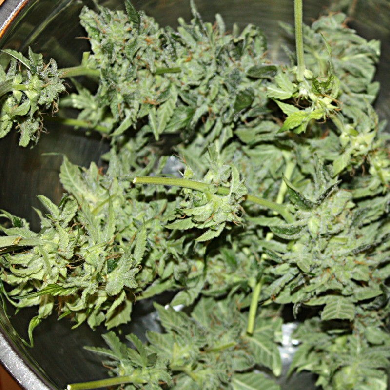 1024 feminised Ganja Seeds - 477 насінин
