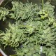 1024 feminised Ganja Seeds - 477 насінин