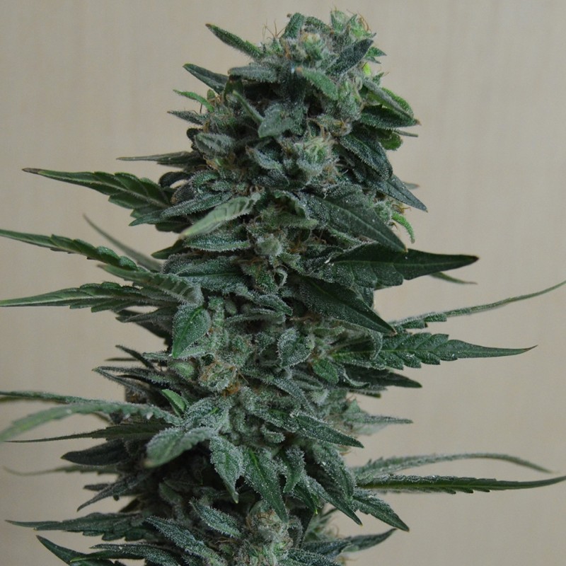 1024 feminised Ganja Seeds - 477 насінин