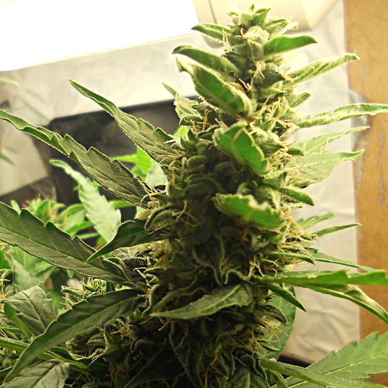 1024 feminised Ganja Seeds - 477 насінин