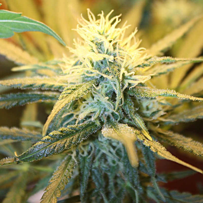 1024 feminised Ganja Seeds - 477 насінин