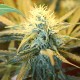 1024 feminised Ganja Seeds - 477 насінин