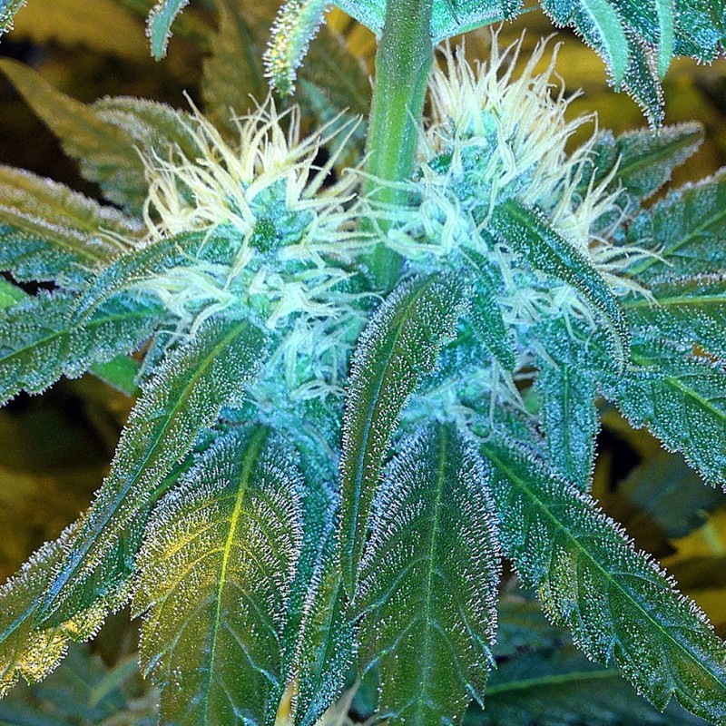 1024 feminised Ganja Seeds - 477 насінин