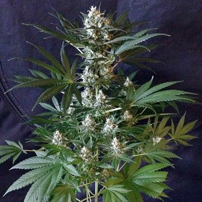 1024 feminised Ganja Seeds - 477 насінин