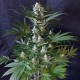 1024 feminised Ganja Seeds - 477 насінин