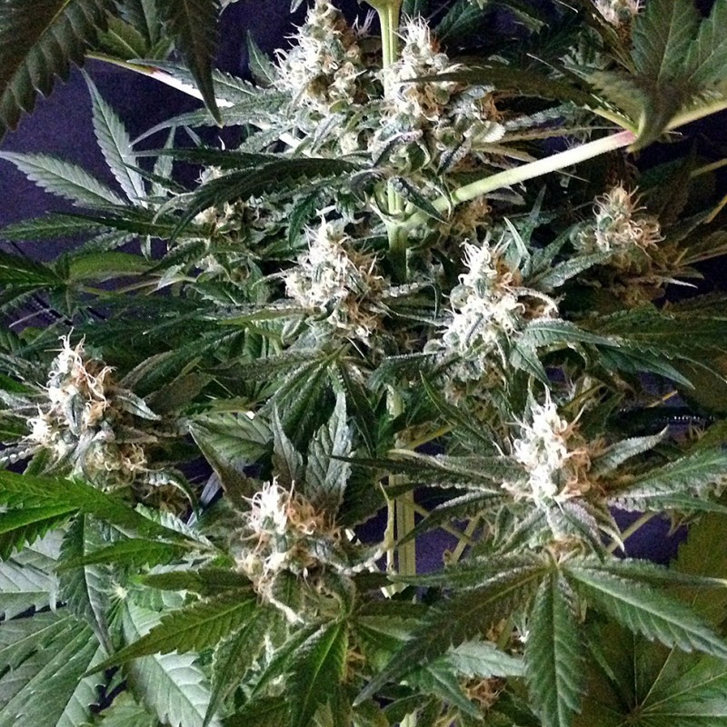 1024 feminised Ganja Seeds - 477 насінин