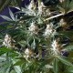 1024 feminised Ganja Seeds - 477 насінин
