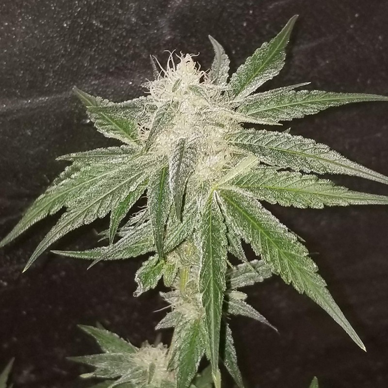 Auto Fruit feminised Ganja Seeds - 477 насінин