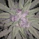 Auto Fruit feminised Ganja Seeds - 477 насінин