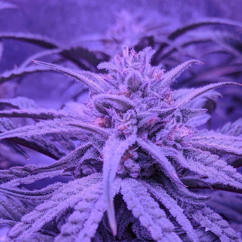 Auto Fruit feminised Ganja Seeds - 477 насінин