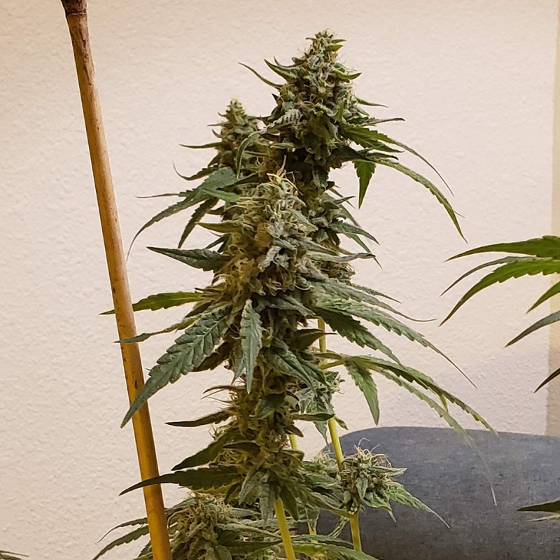 Auto Fruit feminised Ganja Seeds - 477 насінин