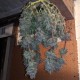 Auto Fruit feminised Ganja Seeds - 477 насінин