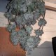 Auto Fruit feminised Ganja Seeds - 477 насінин