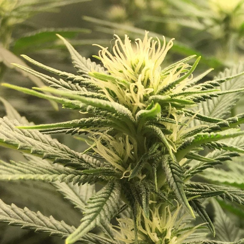 Auto Fruit feminised Ganja Seeds - 477 насінин