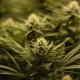 Auto Fruit feminised Ganja Seeds - 477 насінин