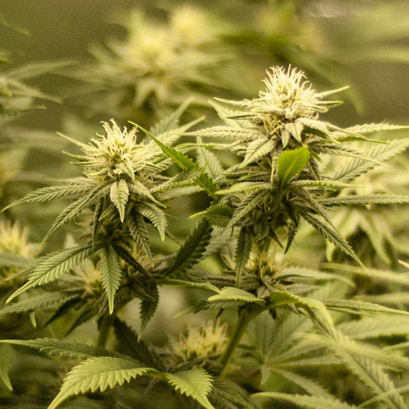 Auto Fruit feminised Ganja Seeds - 477 насінин