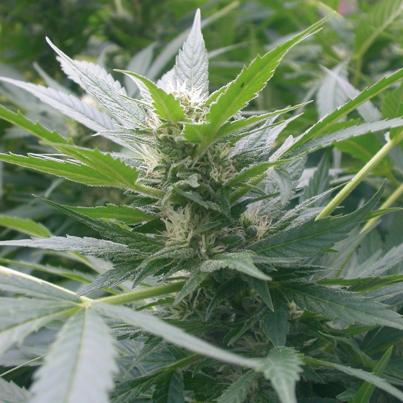 Mountain Kush feminised Ganja Seeds - 77 насінин