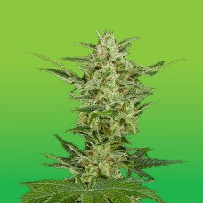 Critical Jack feminised GanjaLiveSeeds