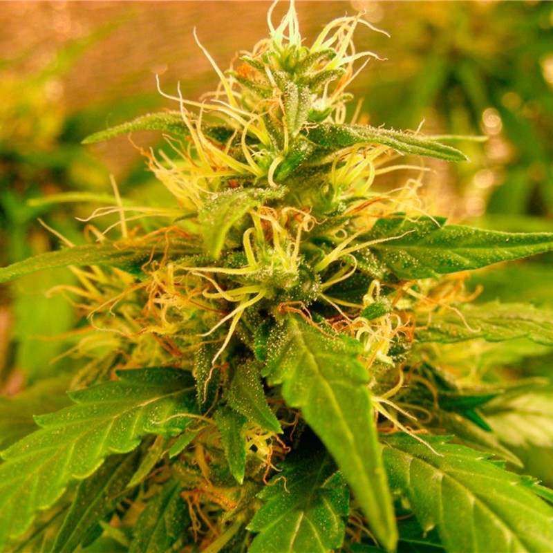 Critical Jack feminised GanjaLiveSeeds