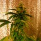 Critical Jack feminised GanjaLiveSeeds