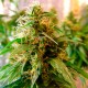 Critical Jack feminised GanjaLiveSeeds
