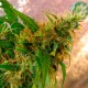 Critical Jack feminised GanjaLiveSeeds