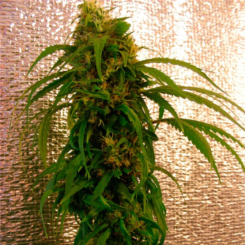 Critical Jack feminised GanjaLiveSeeds