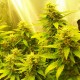 Auto Great White regular Ganja Seeds