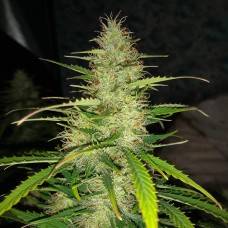 Auto Big Bud feminised Victory Seeds
