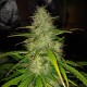 Auto Big Bud feminised Victory Seeds