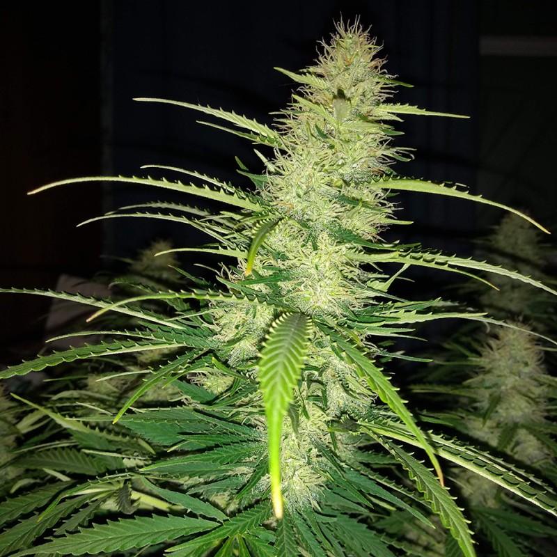 Auto Big Bud feminised Victory Seeds