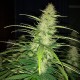 Auto Big Bud feminised Victory Seeds
