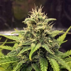 Cheese Berries feminised GanjaLiveSeeds