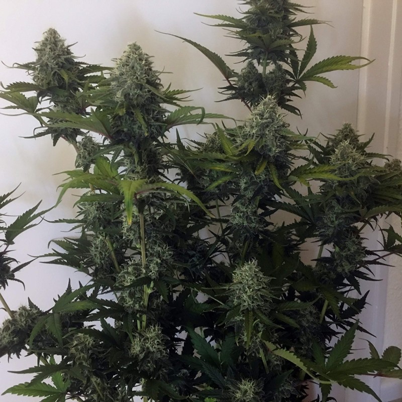 Cheese Berries feminised GanjaLiveSeeds