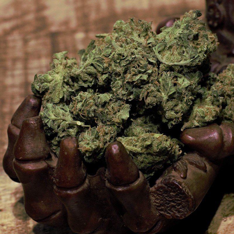 Cheese Berries feminised GanjaLiveSeeds