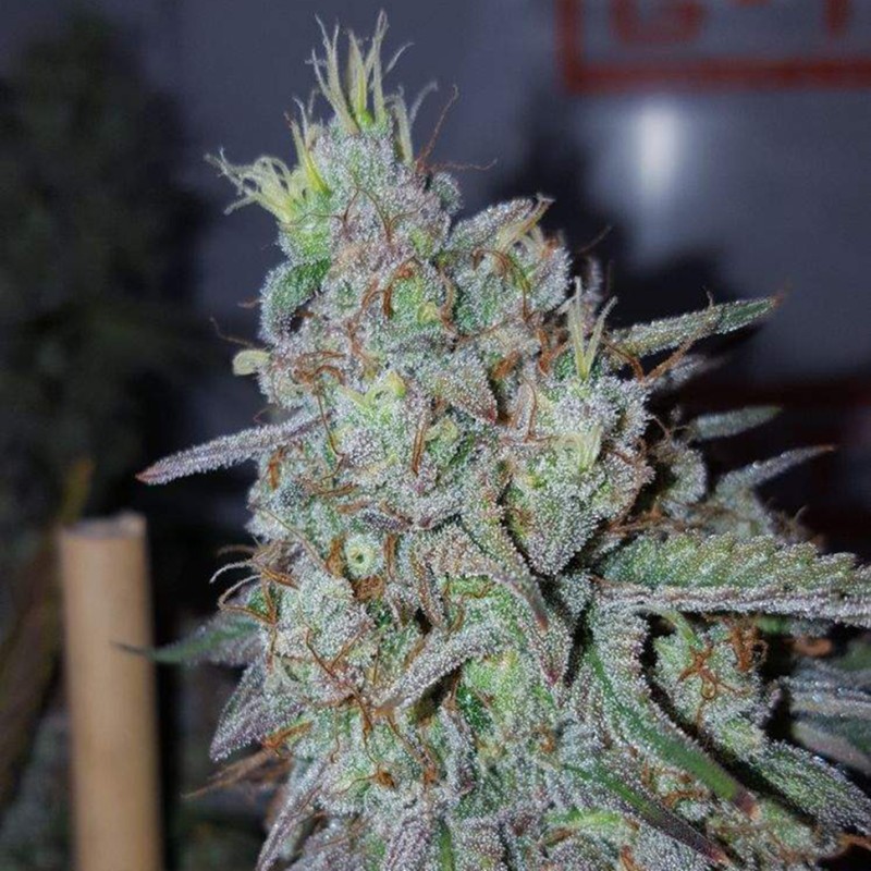 Cheese Berries feminised GanjaLiveSeeds