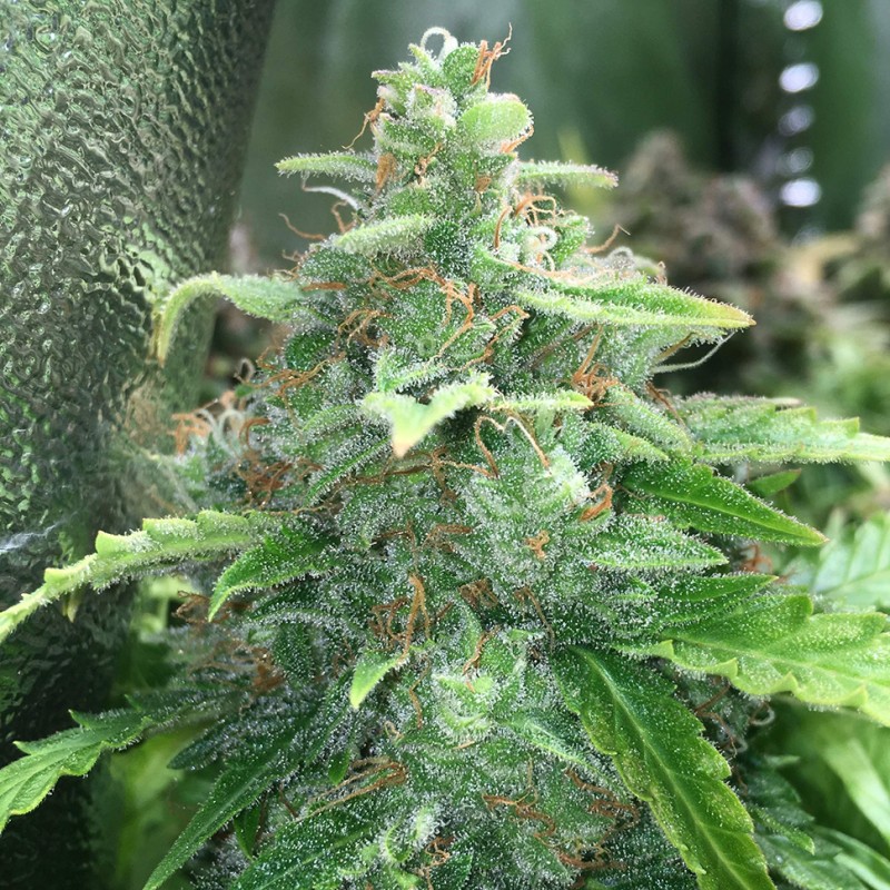 Cheese Berries feminised GanjaLiveSeeds