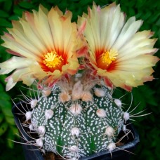 Astrophytum crassispinum x Astrophytum asterias