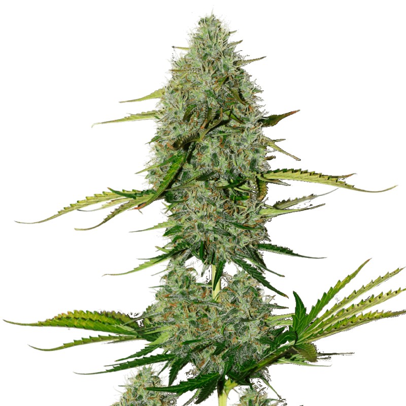 Auto Royal Critical feminised Ganja Seeds - 2 насінини