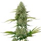 Auto Royal Critical feminised Ganja Seeds - 2 насінини