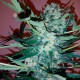 Auto Royal Critical feminised Ganja Seeds - 2 насінини