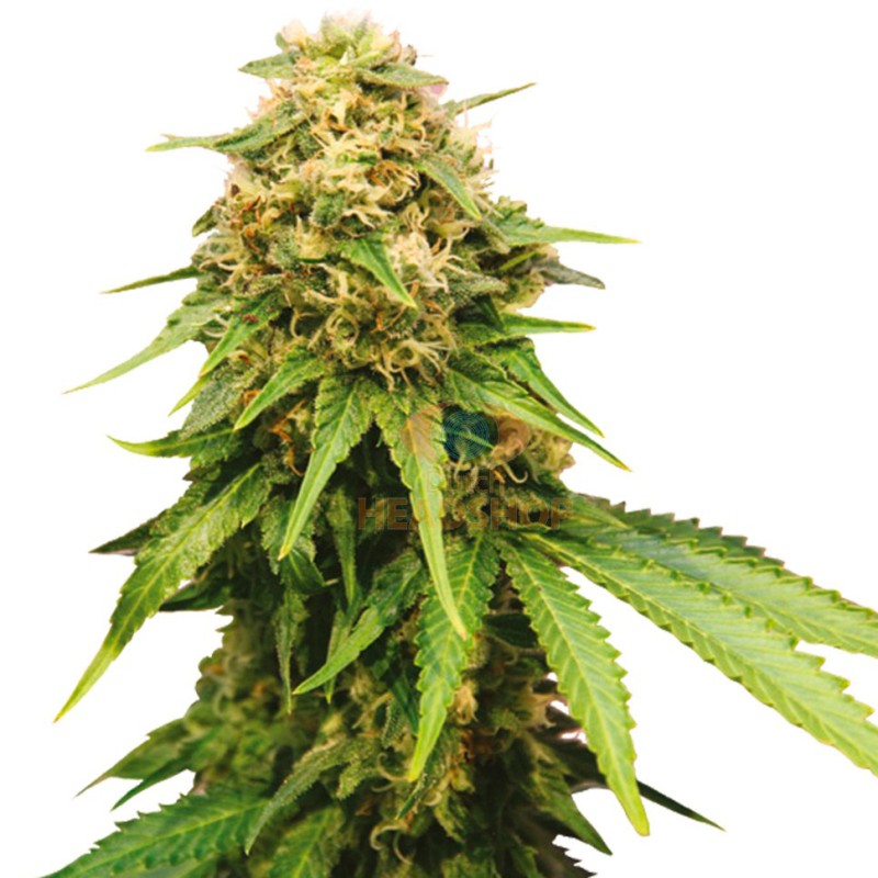 Auto Royal Critical feminised Ganja Seeds - 2 насінини
